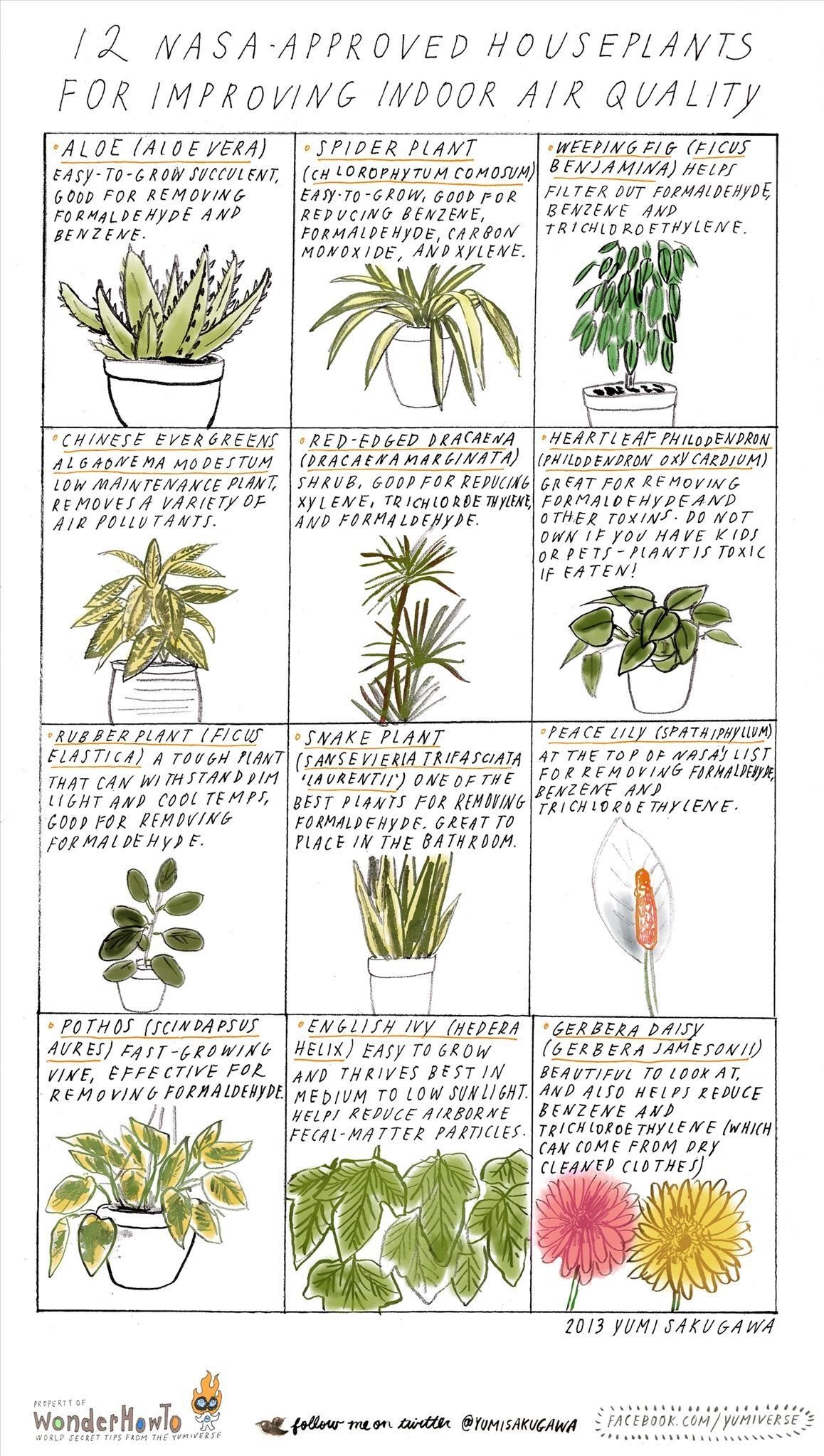 Plants Archives - Common Sense Evaluation