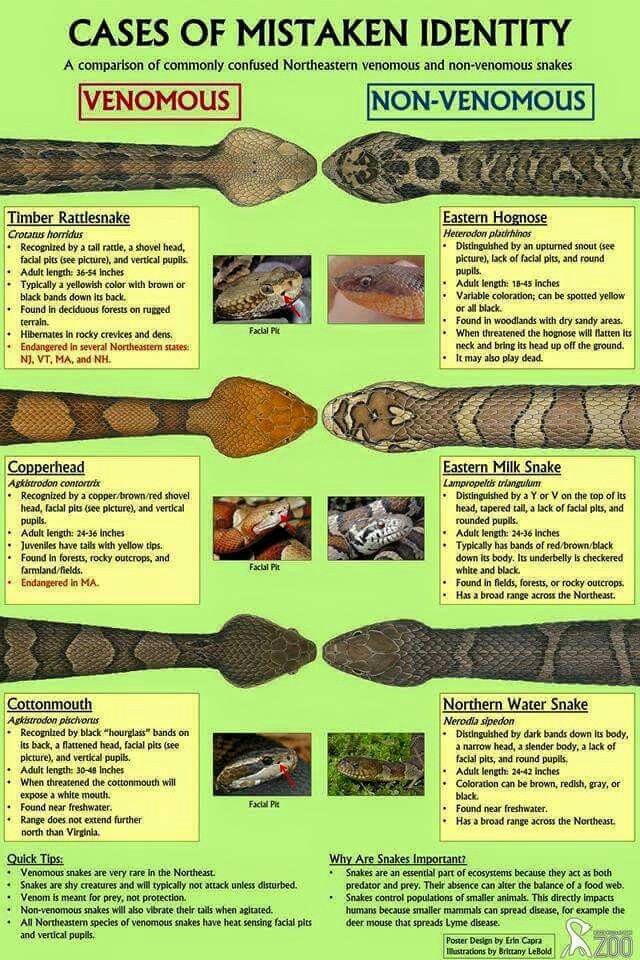 Venomous Snakes In Nc Chart