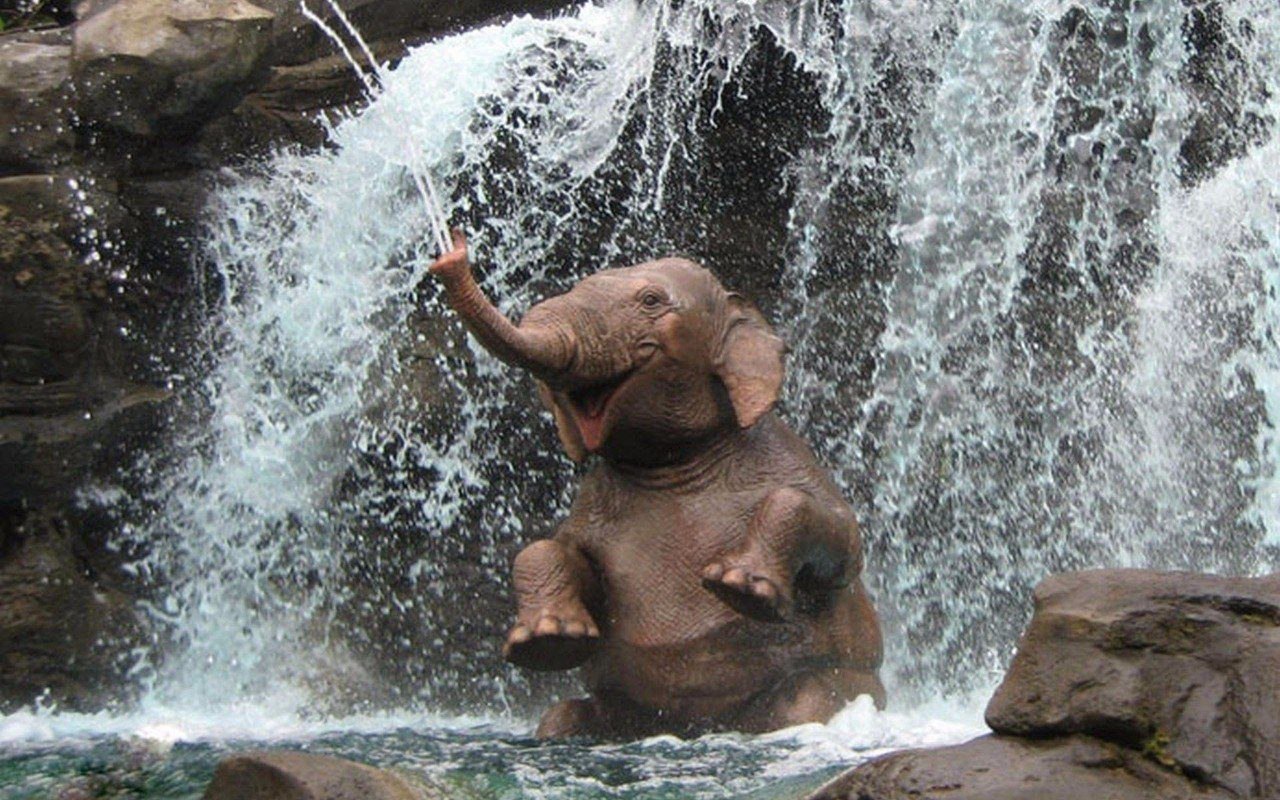 elephant happy napper