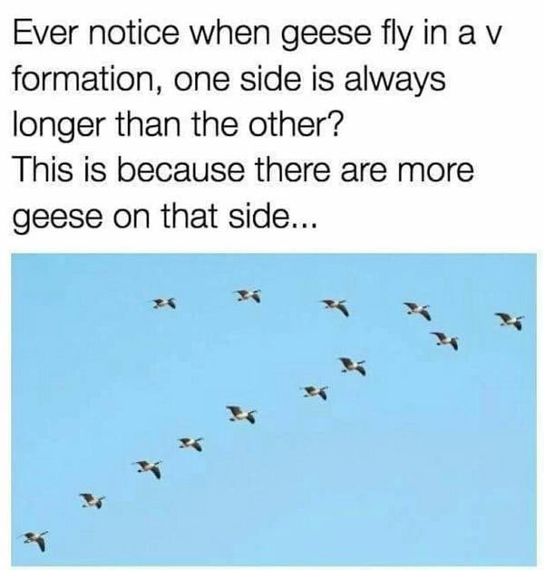 The-Flying-Formation-Of-Geese.jpg