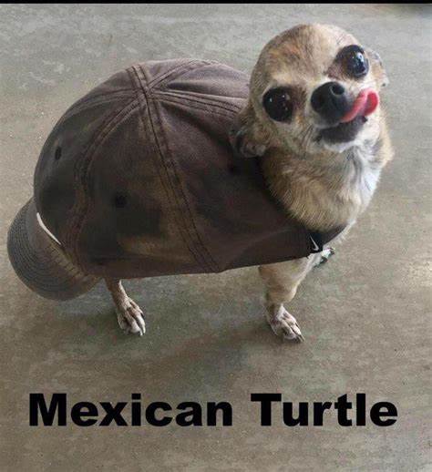 Mexican-Turtle.jpg