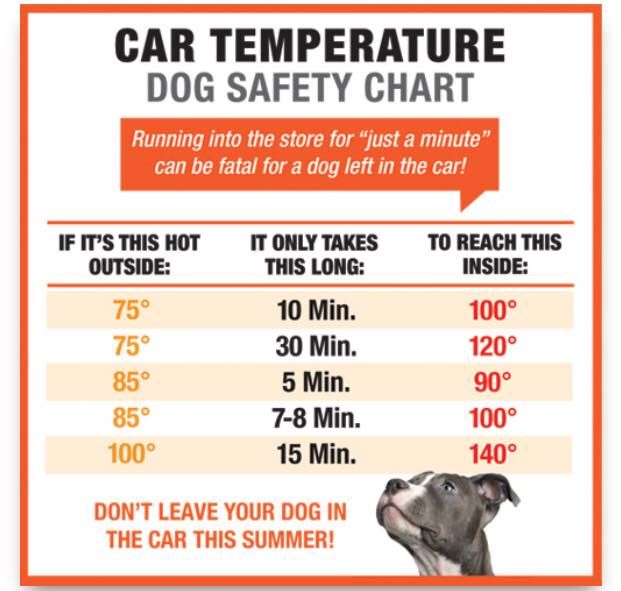 Temperature In Car For Dogs Chart